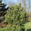 Pinus cembra